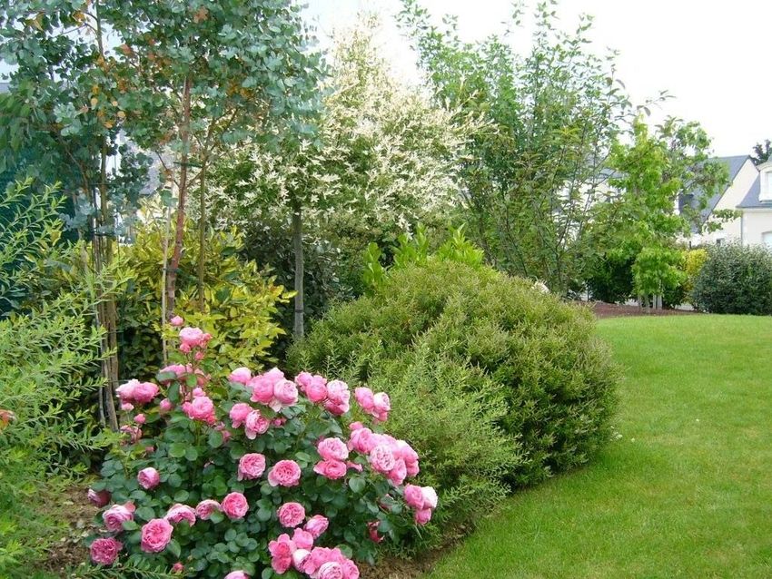 02jardin Végétaux Gazon