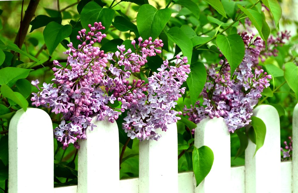 travaux entretien printemps